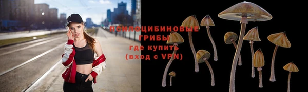 стаф Арсеньев